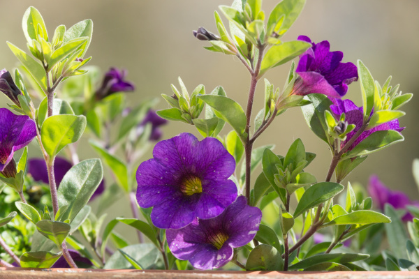Purple Begonias - Stock Photo #14502739 | PantherMedia Stock Agency
