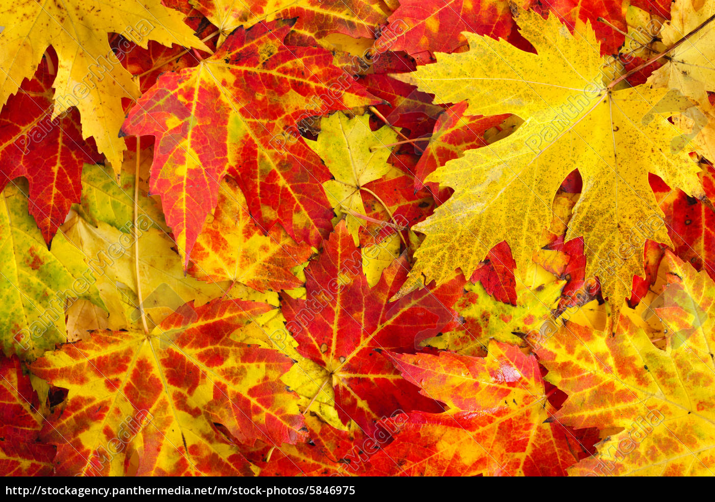 Fall Maple Leaves Background Stock Photo Panthermedia Stock Agency