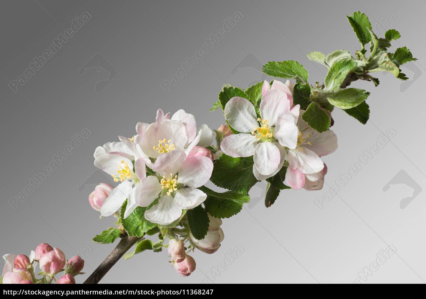 Apple Blossom Branch Stock Photo Panthermedia Stock Agency