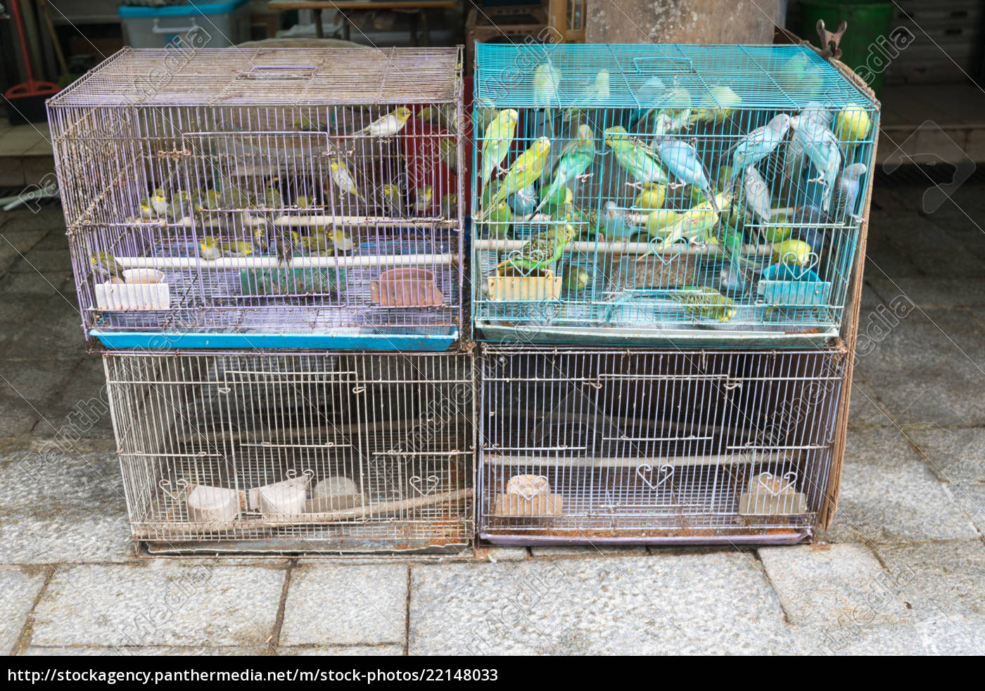 canary bird cage